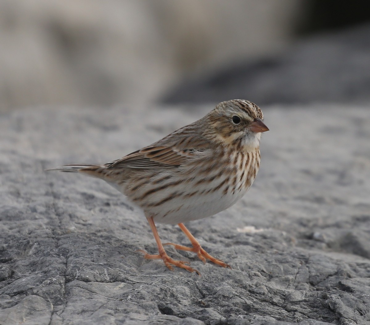 Savannah Sparrow - ML646717509