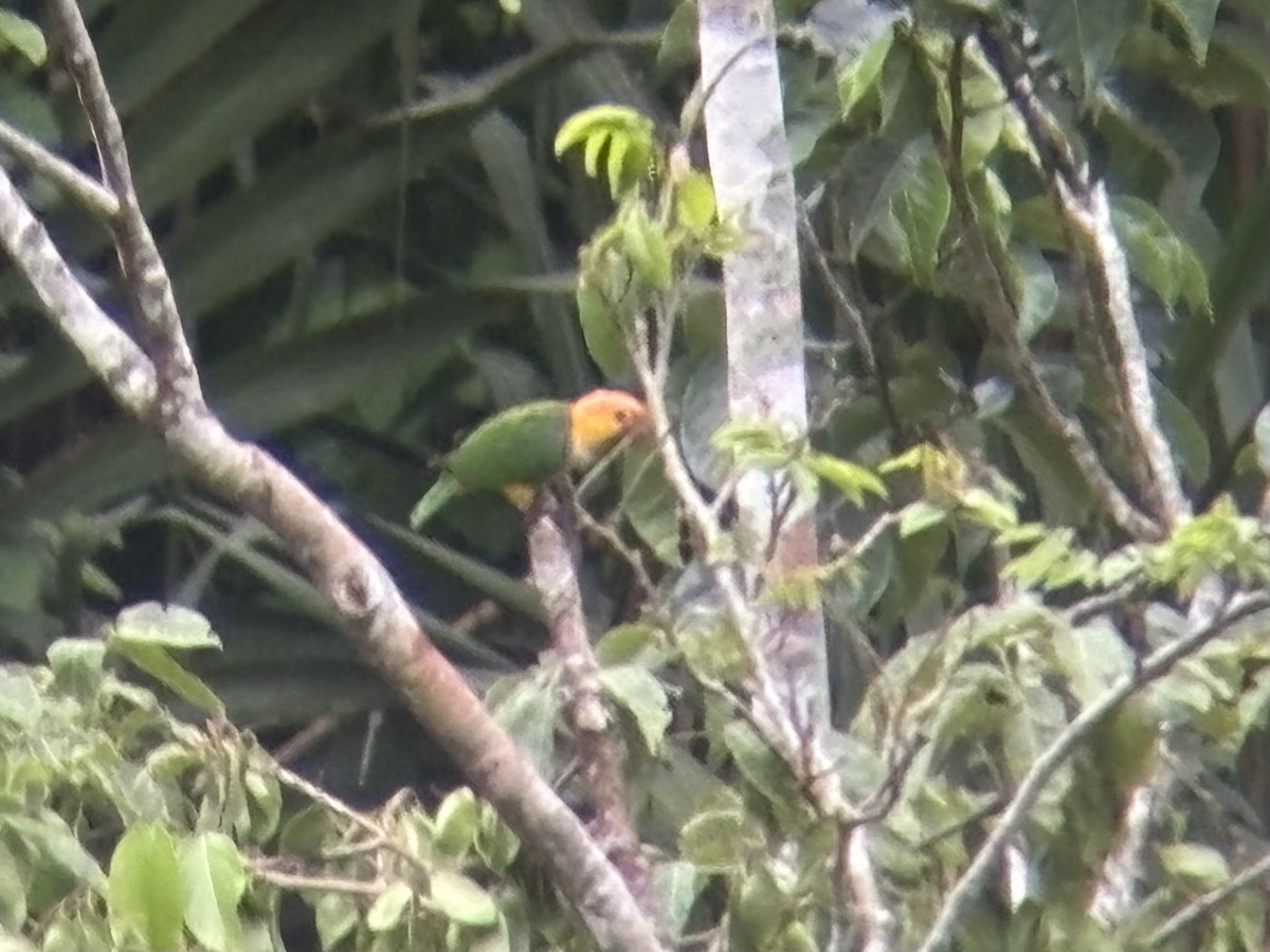 White-bellied Parrot - ML646717510