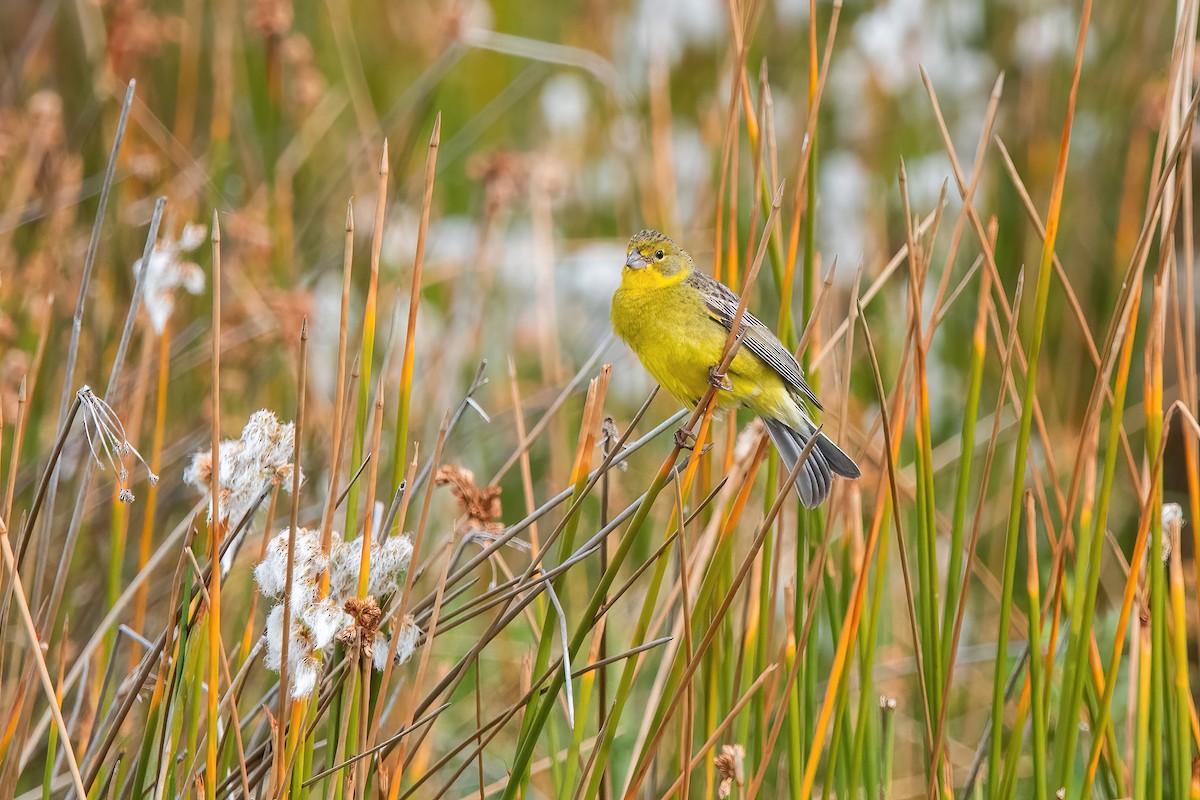 Короткоклювый зерноед - ML646717511