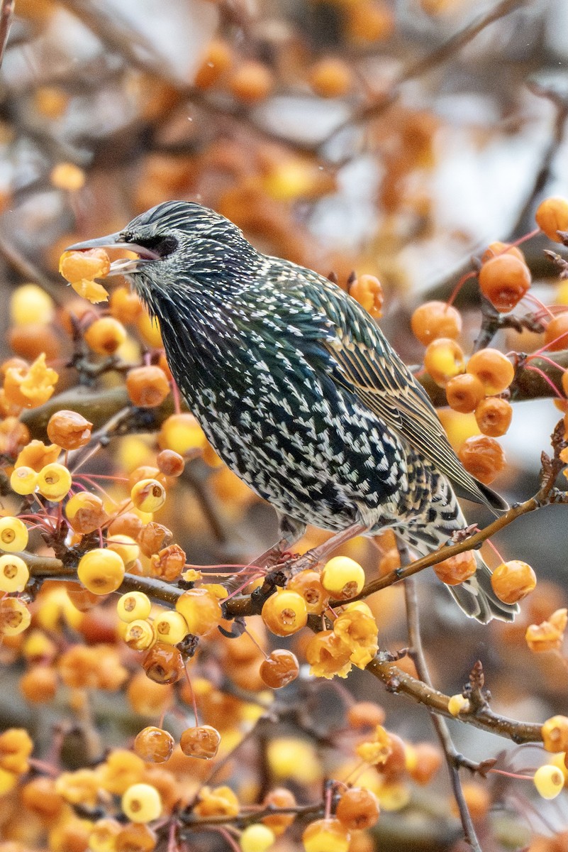 ホシムクドリ - ML646717512