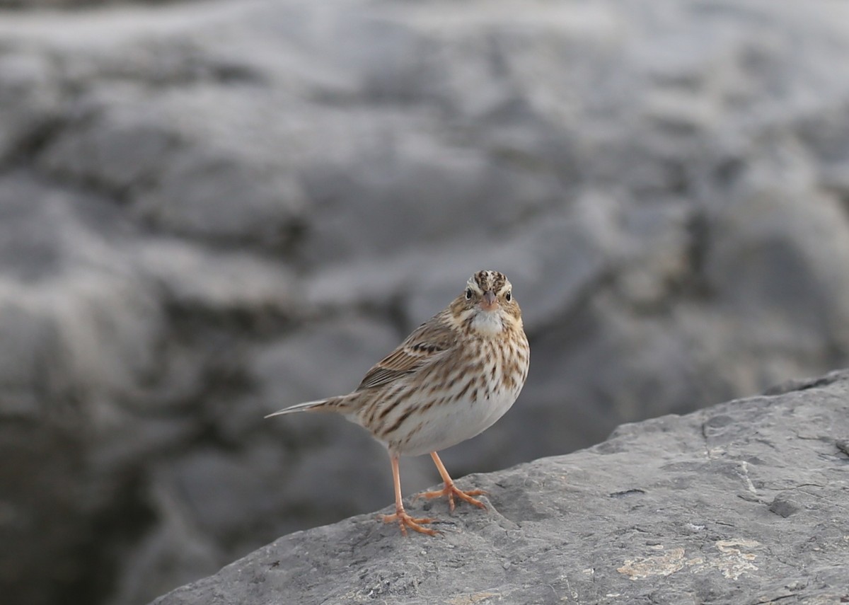Savannah Sparrow - ML646717513