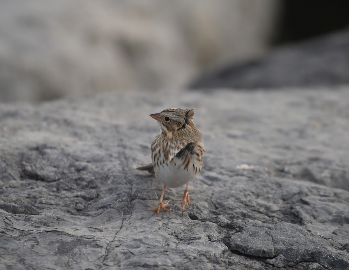 Savannah Sparrow - ML646717515
