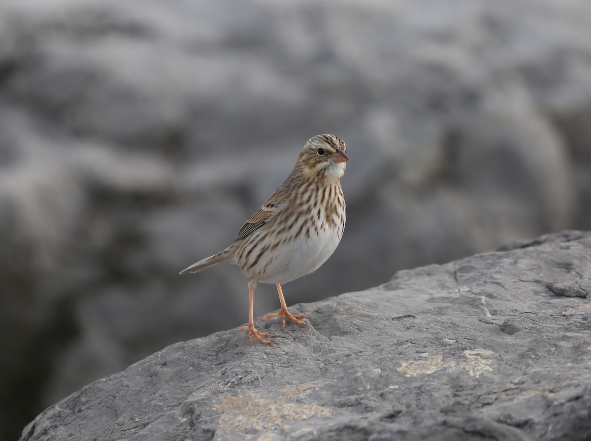 Savannah Sparrow - ML646717516