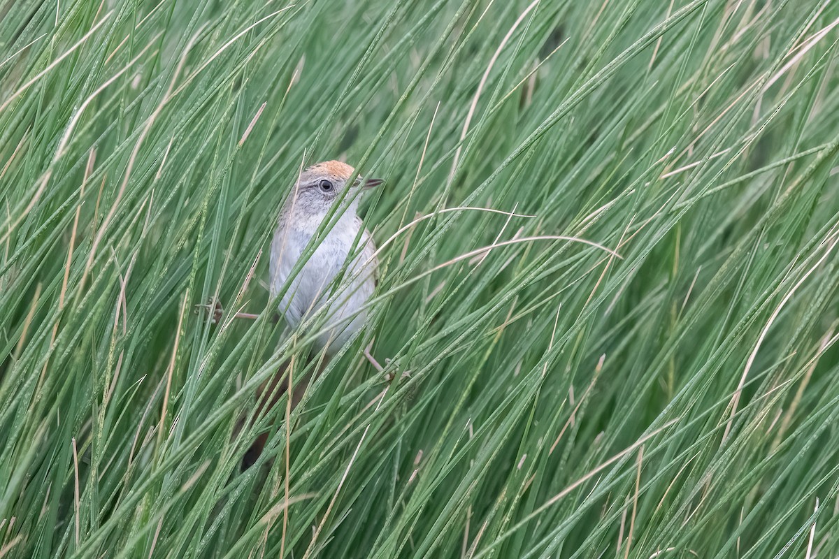 Bay-capped Wren-Spinetail - ML646717517