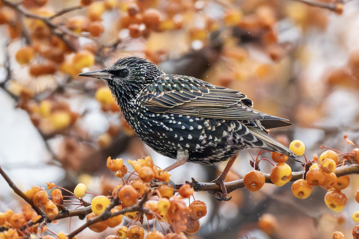 ホシムクドリ - ML646717519