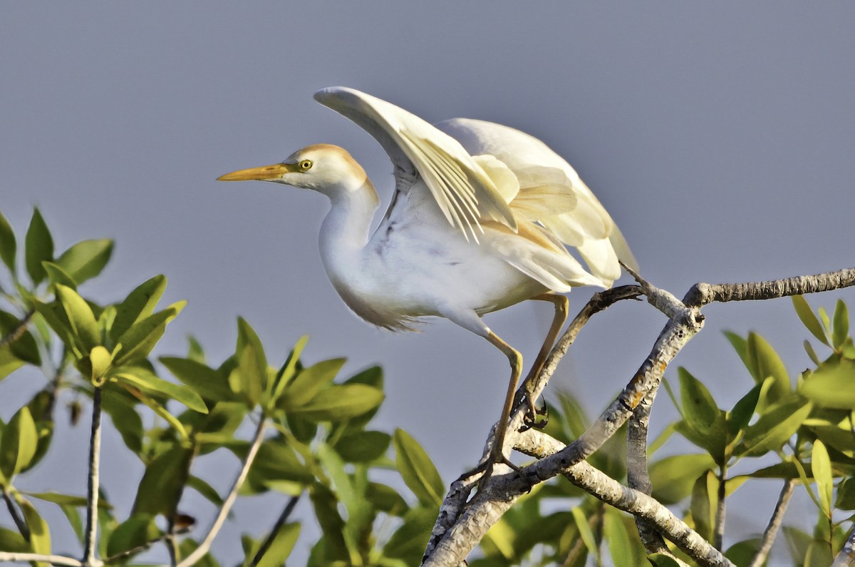 אנפית בקר מערבית - ML646717520