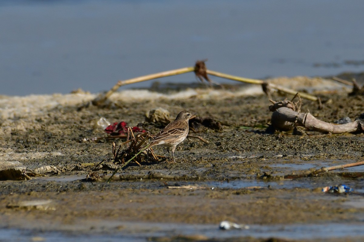 Water Pipit - ML646717521