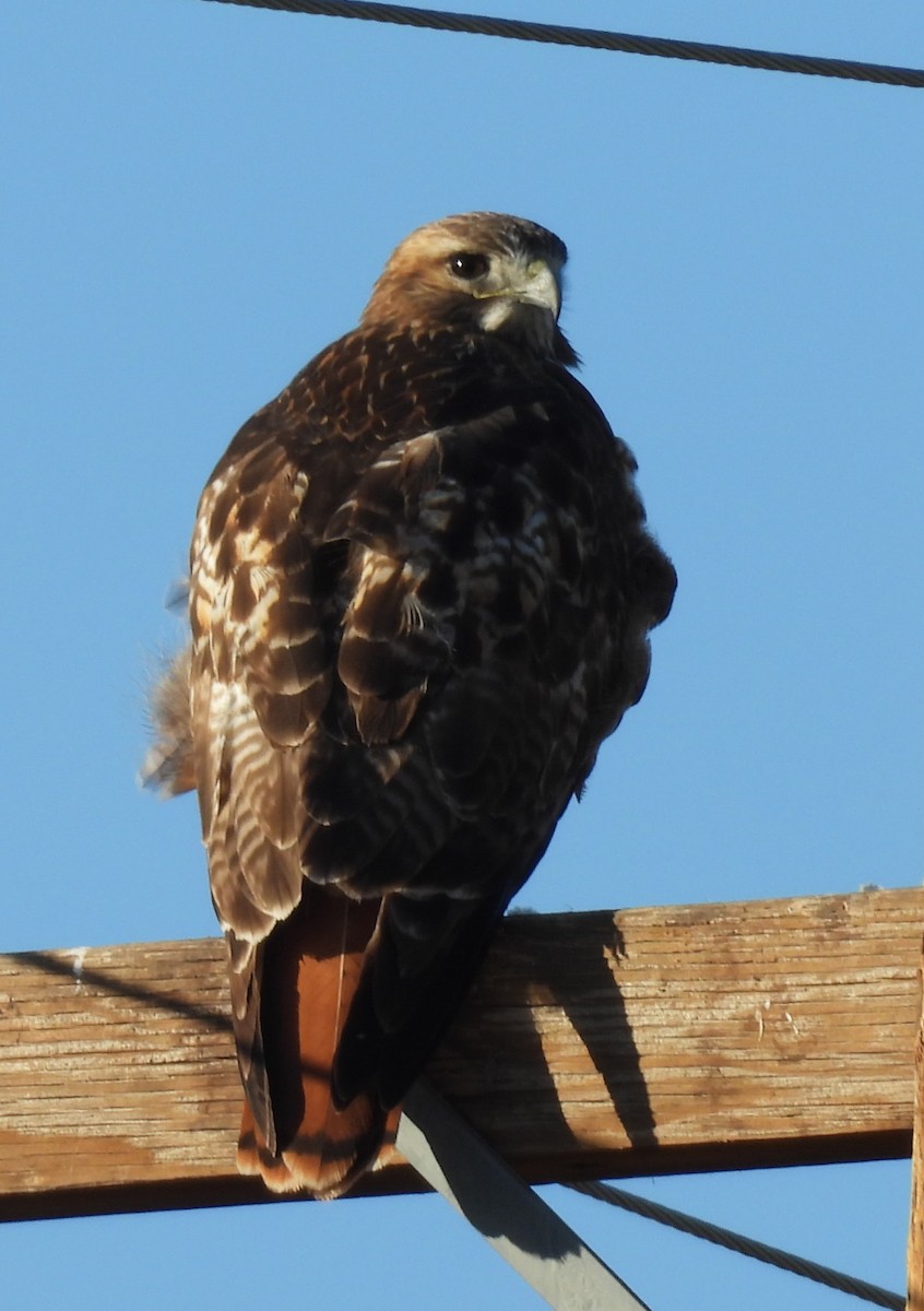 Buse à queue rousse - ML646717523