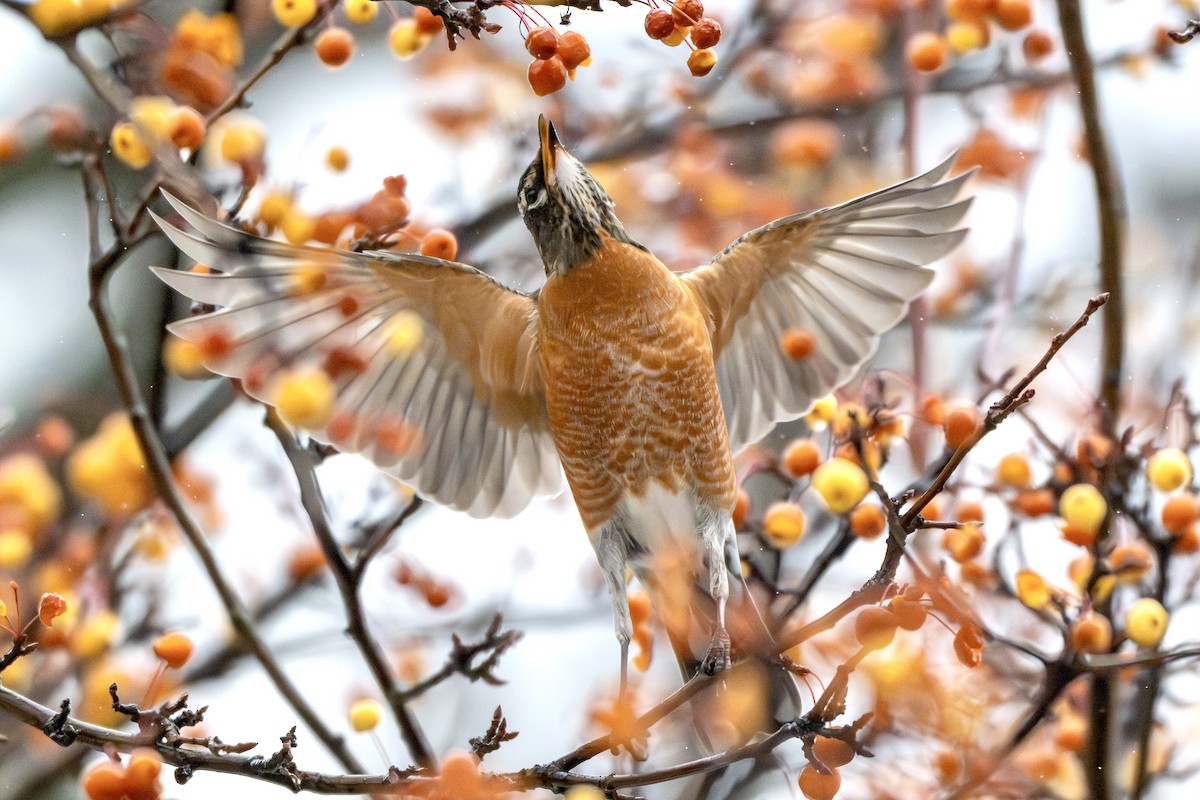 Дрізд мандрівний - ML646717524