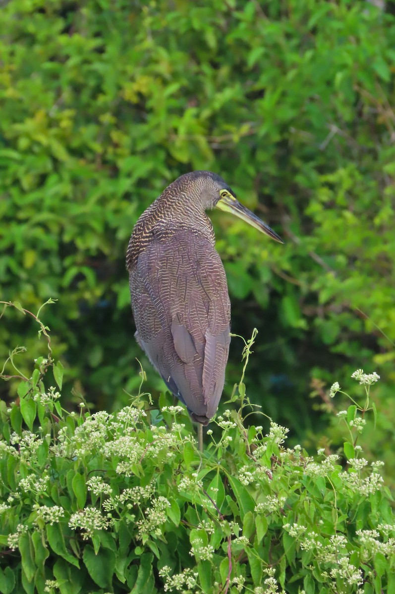 ハゲノドトラフサギ - ML646717530