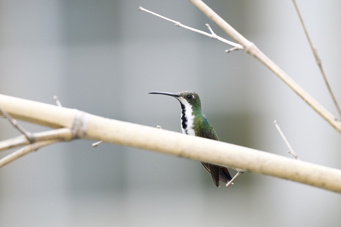 Black-throated Mango - ML646717531