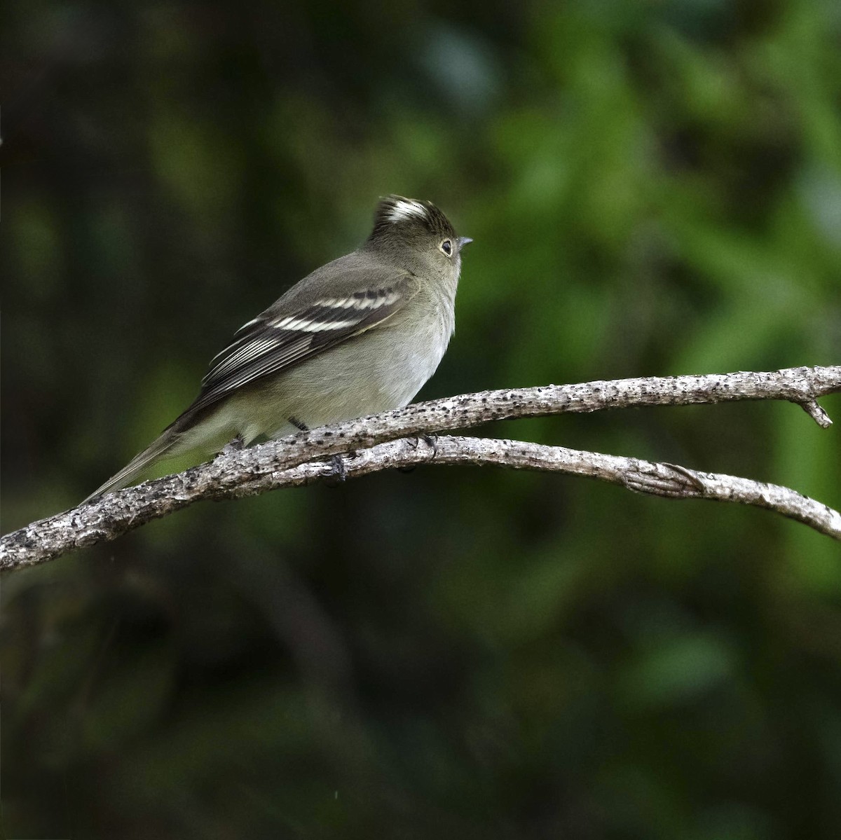 White-crested Elaenia - ML646717532