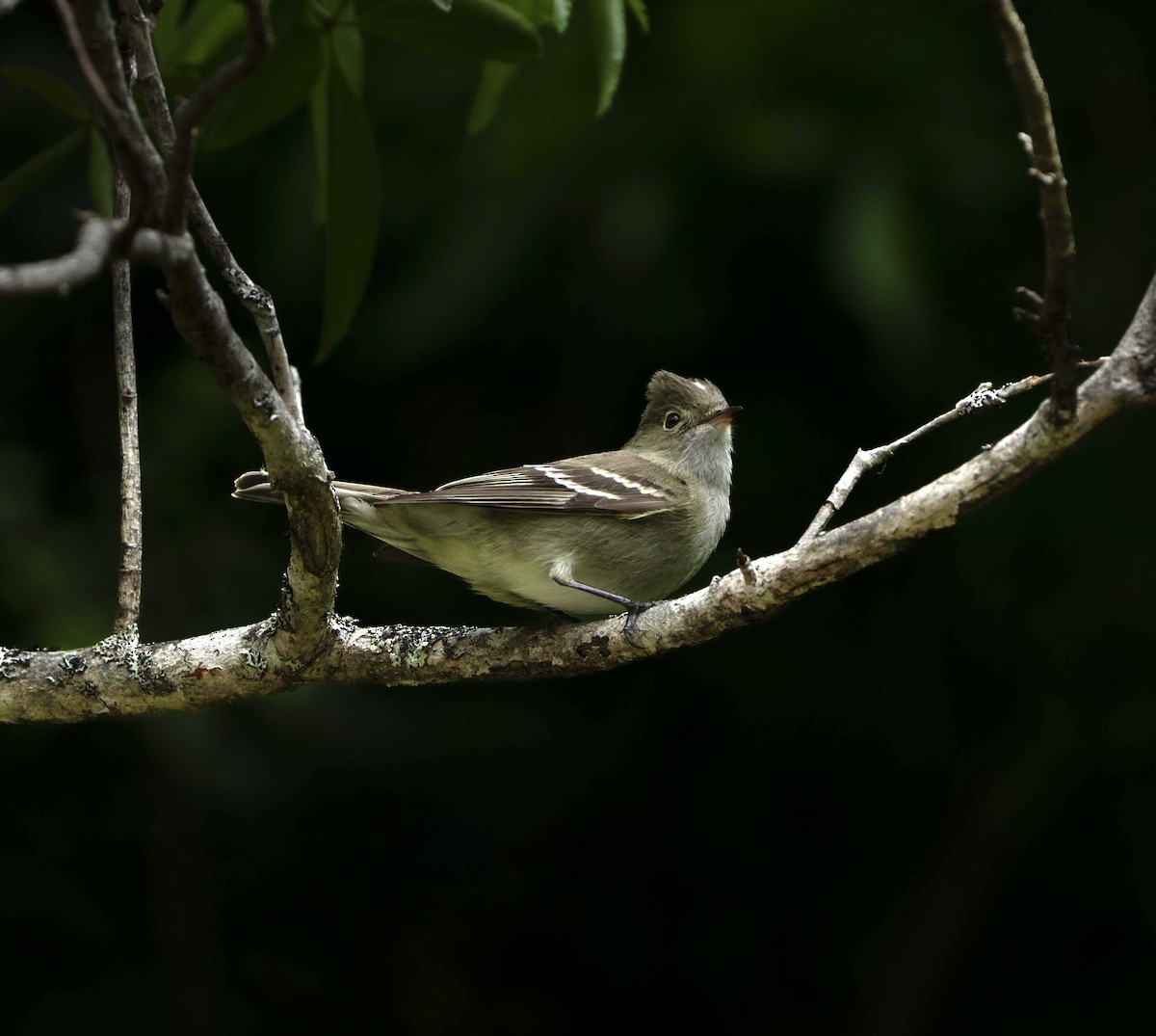 White-crested Elaenia - ML646717533