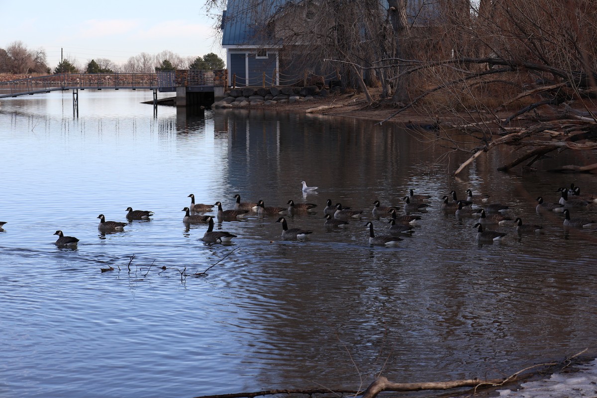 Ring-billed Gull - ML646717534