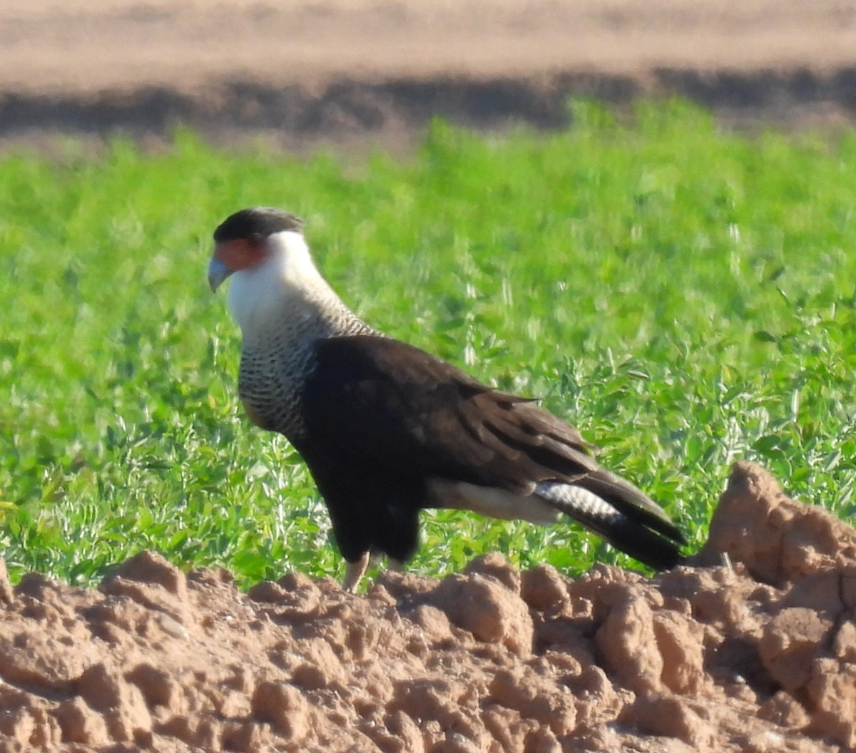 Caracara huppé - ML646717536