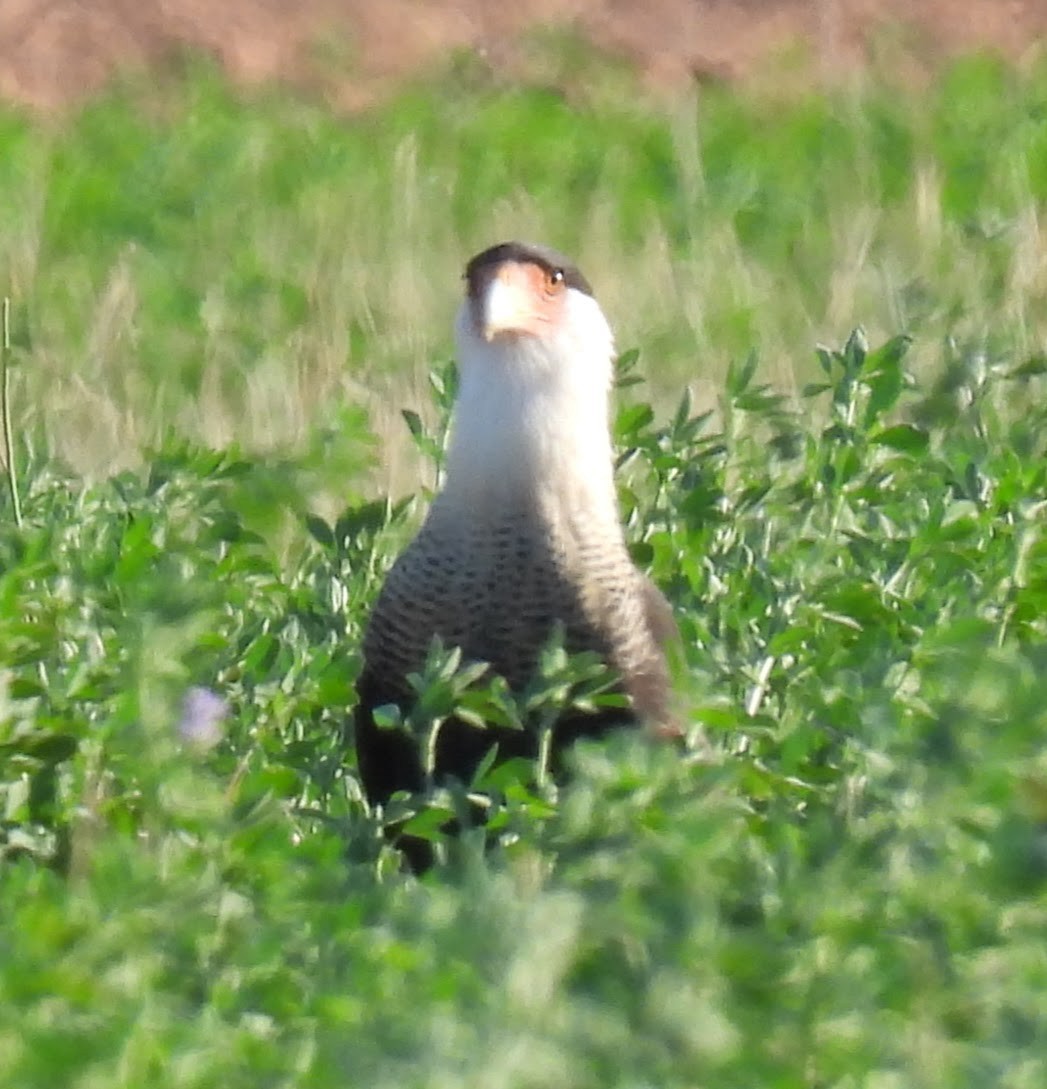 Caracara huppé - ML646717537