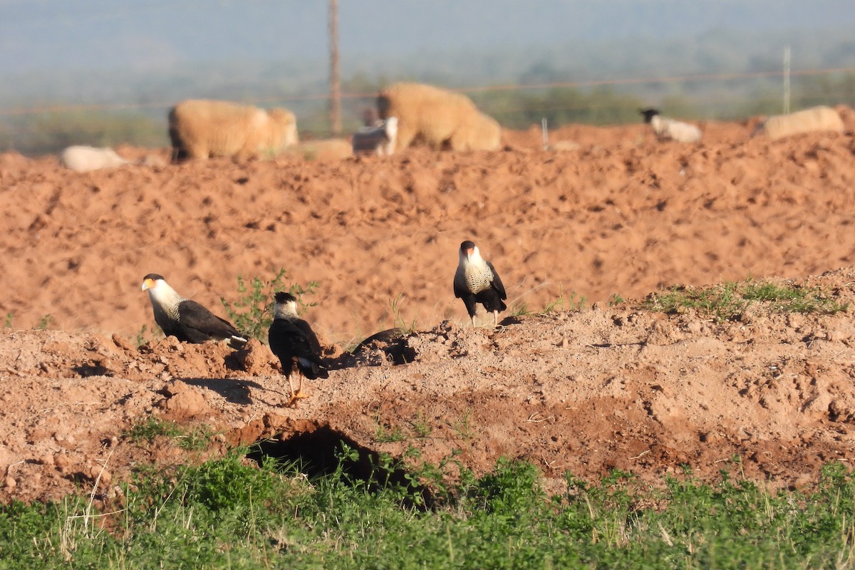 Каракара аргентинська - ML646717538