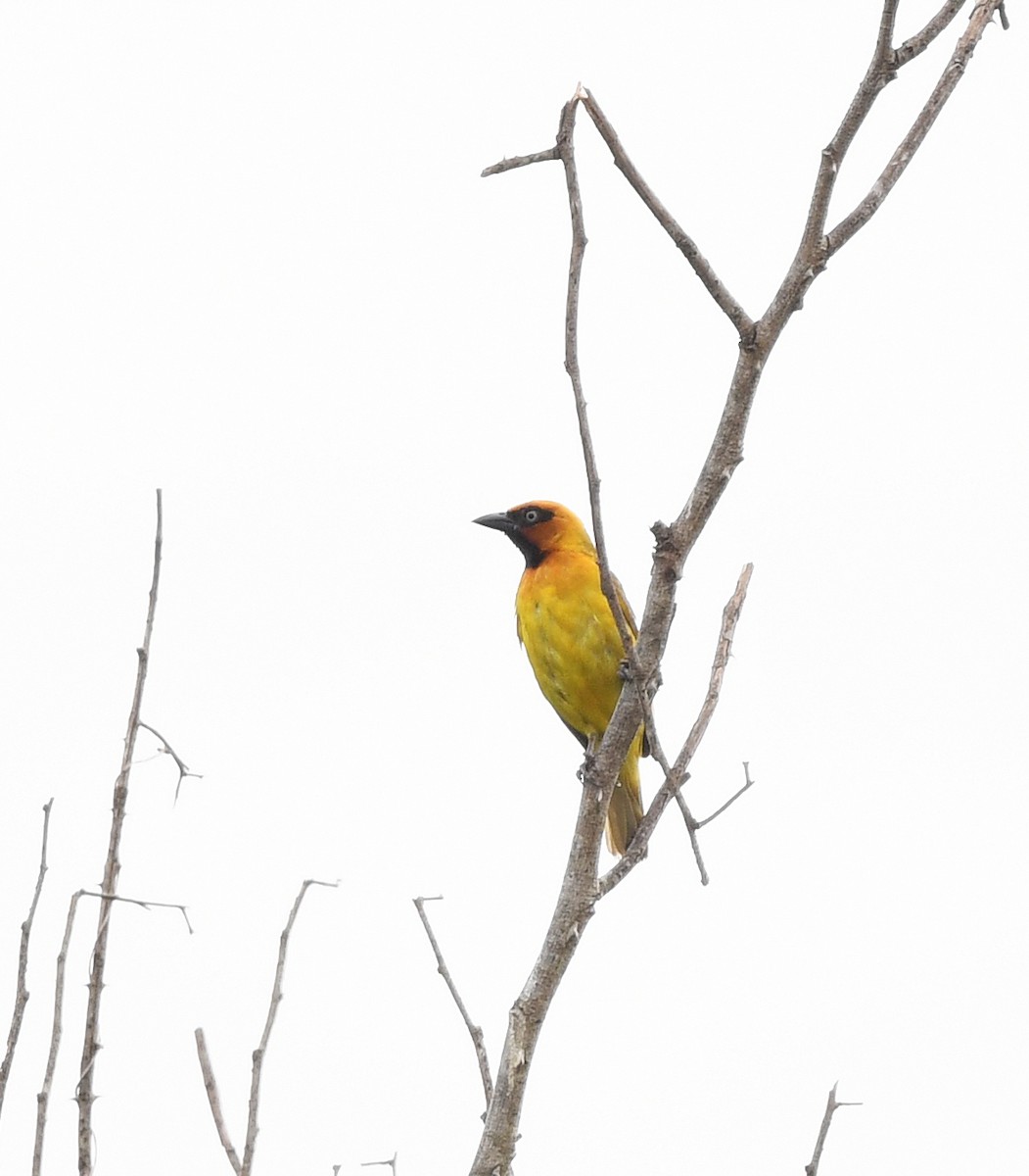 Olive-naped Weaver - ML646717539