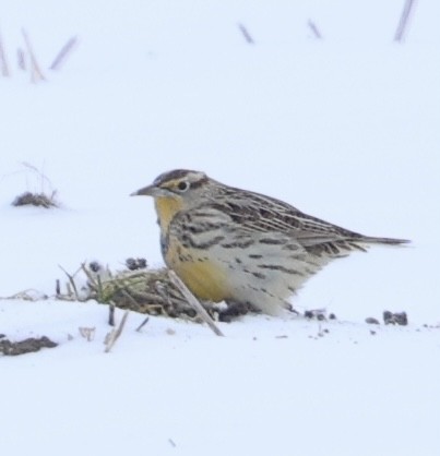 Шпаркос західний - ML646717543