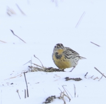 Шпаркос західний - ML646717544