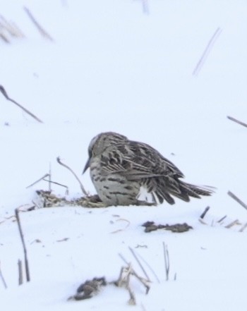 Шпаркос західний - ML646717545