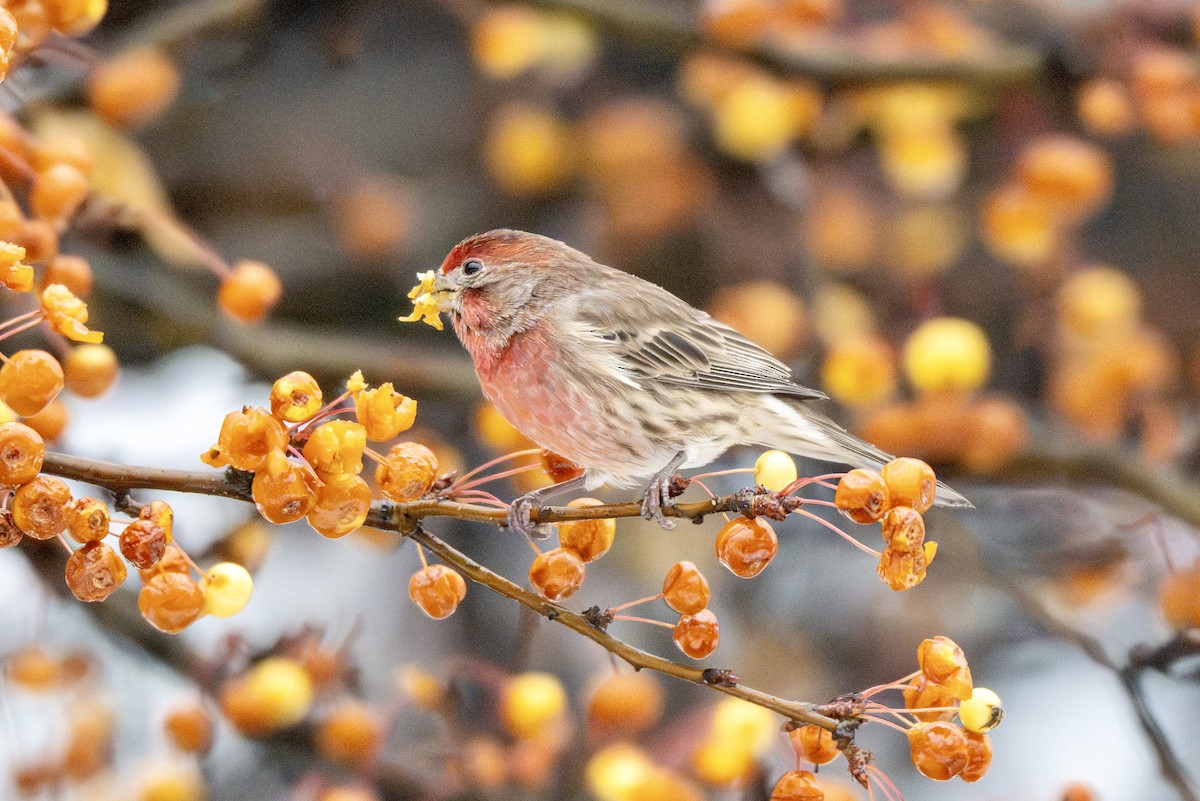 Чечевиця садова - ML646717546