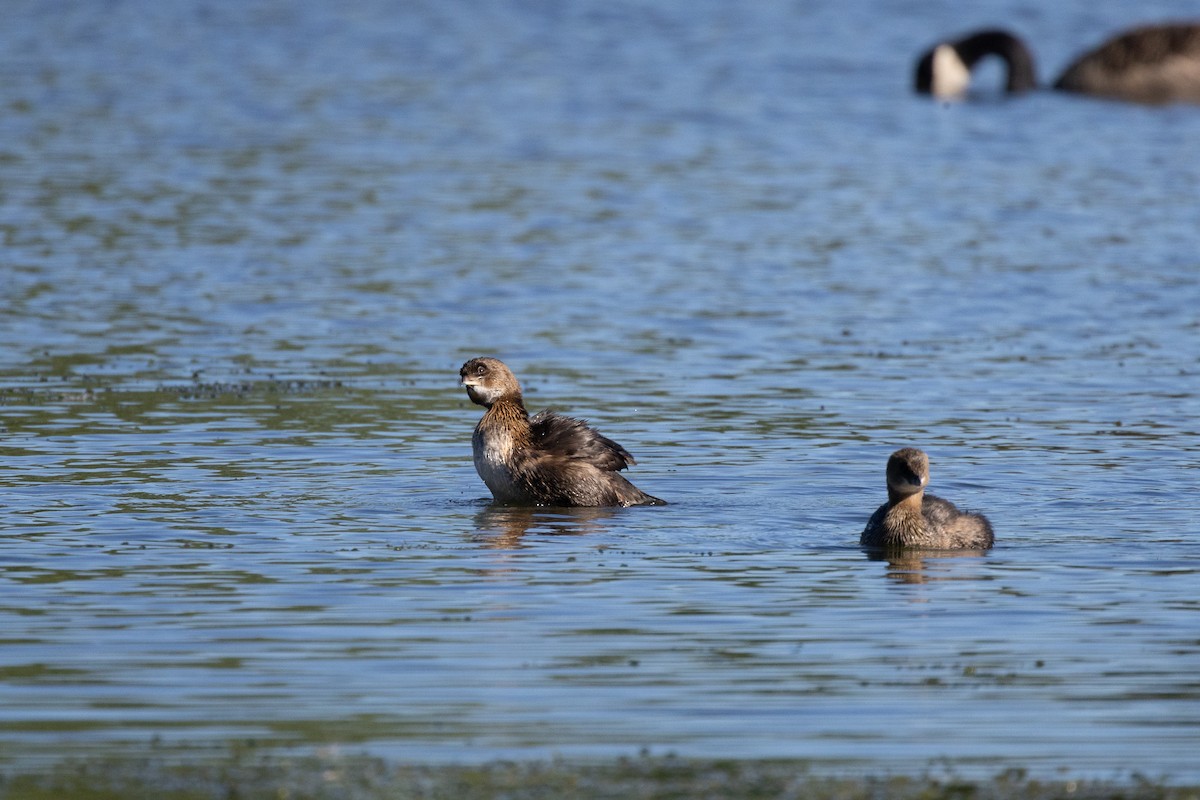 Пірникоза рябодзьоба - ML646717547
