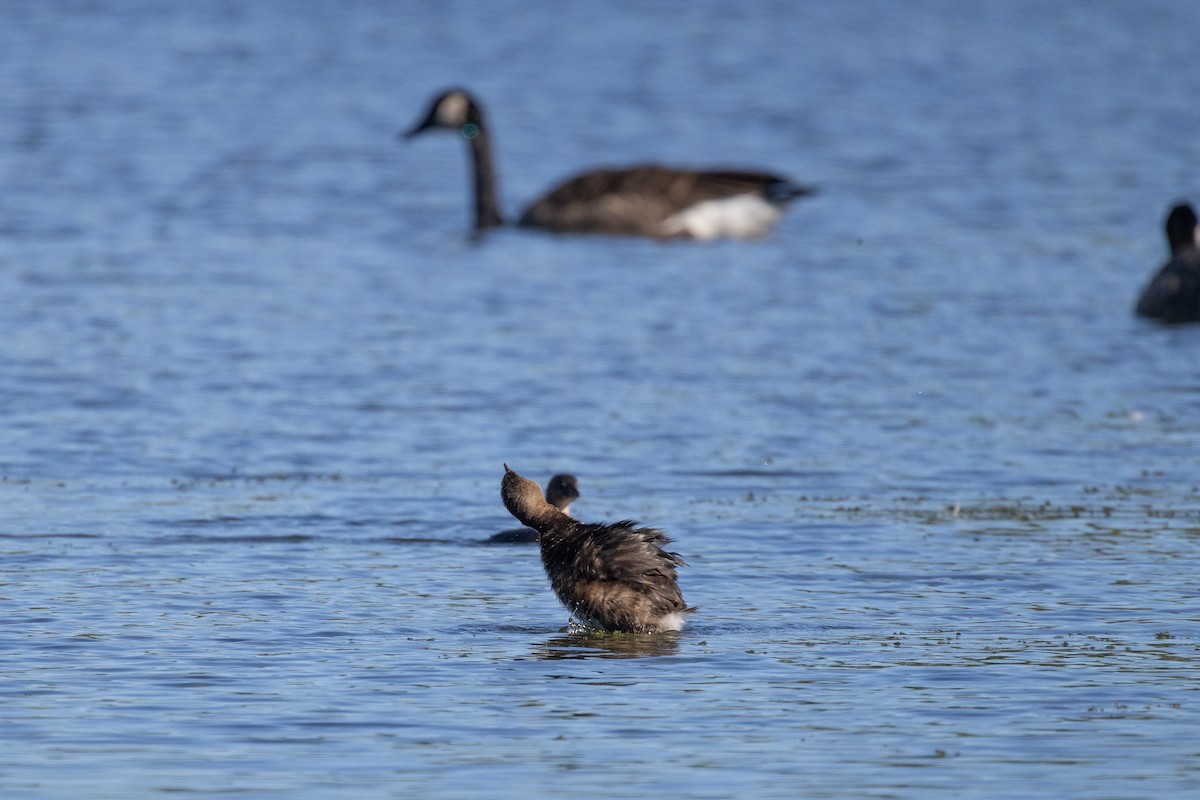 Пірникоза рябодзьоба - ML646717548