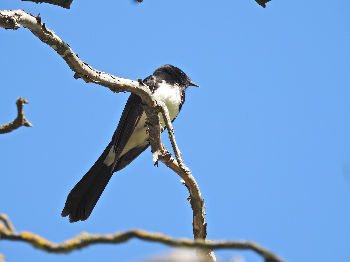 Віялохвістка чорноряба - ML646717549