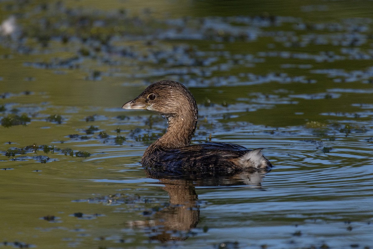 Пірникоза рябодзьоба - ML646717550