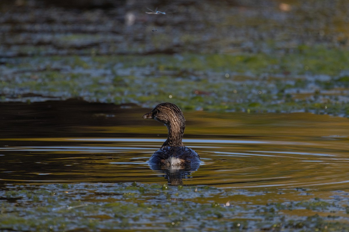 Пірникоза рябодзьоба - ML646717551