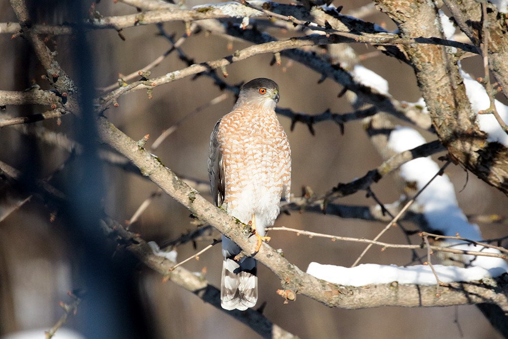 Яструб чорноголовий - ML646717552