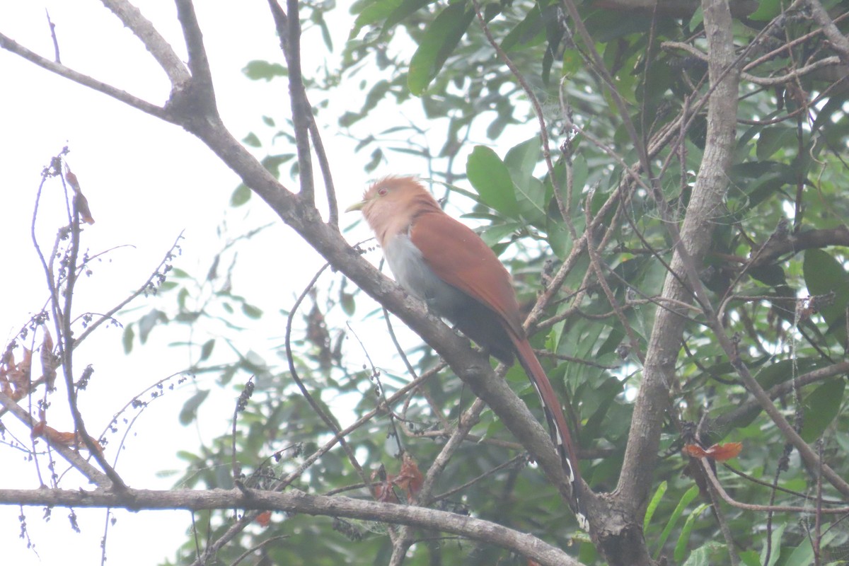 Common Squirrel-Cuckoo - ML646717553
