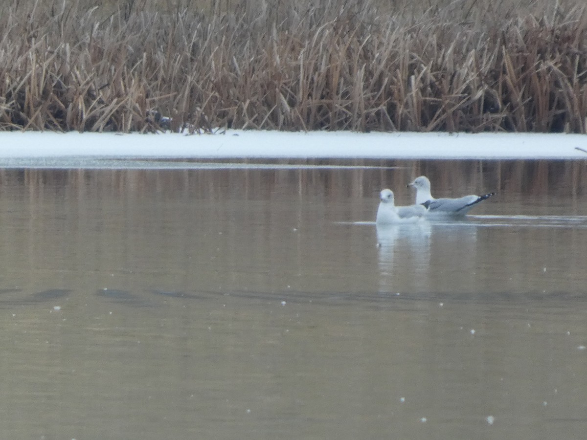 Мартин делаверський - ML646717554