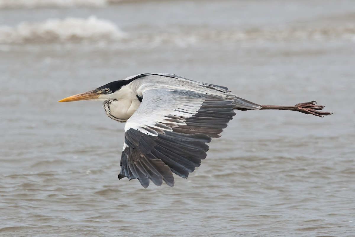 Чапля-кокої - ML646717555