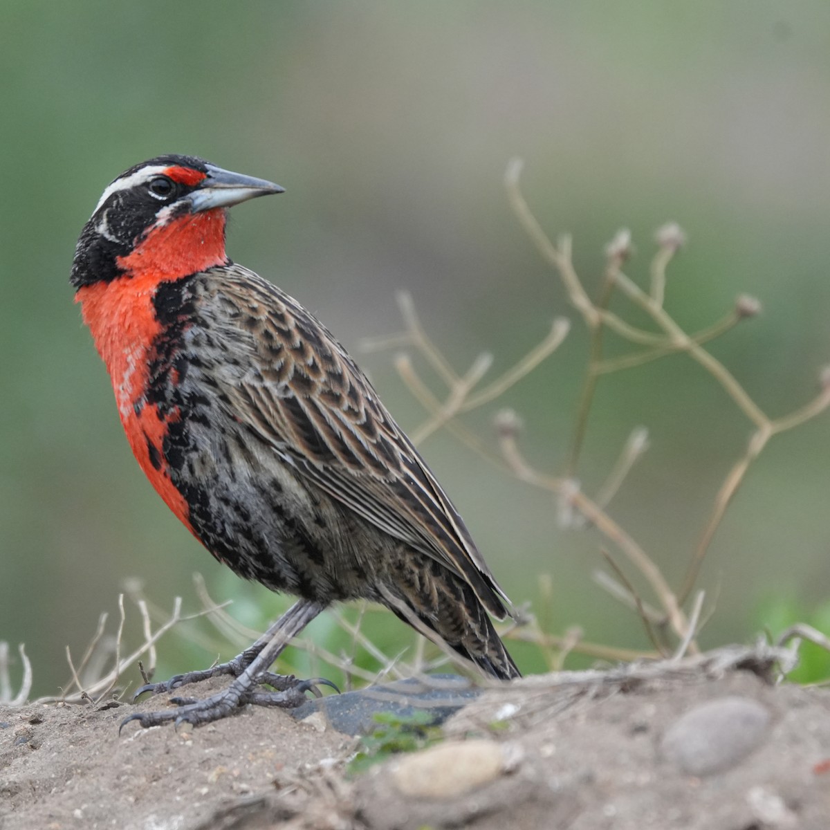 Шпаркос великий - ML646717556