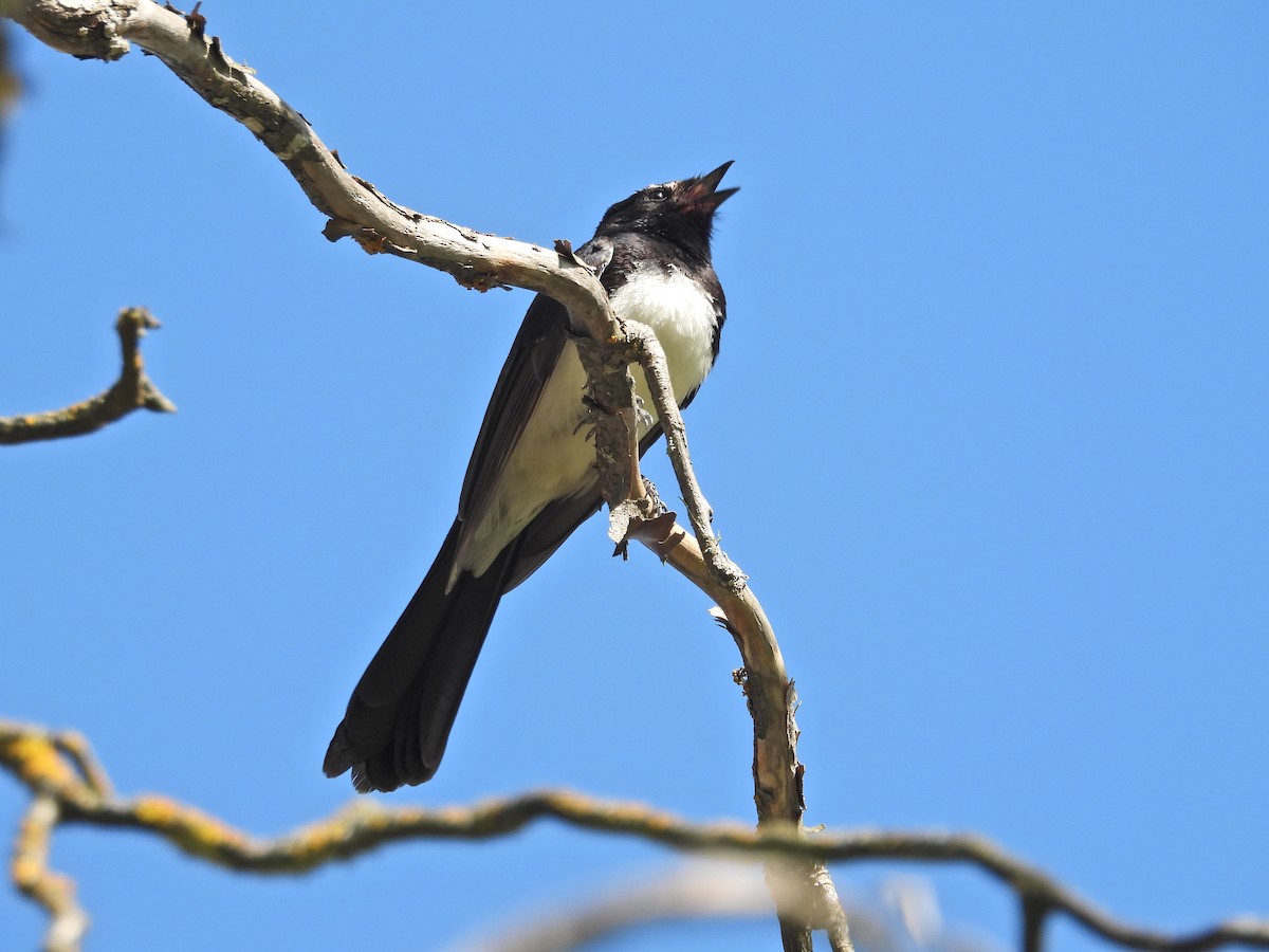 Віялохвістка чорноряба - ML646717557