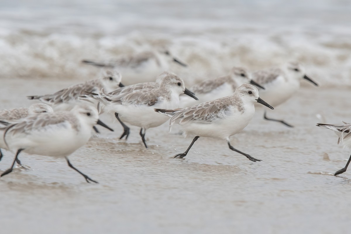 Побережник білий - ML646717558