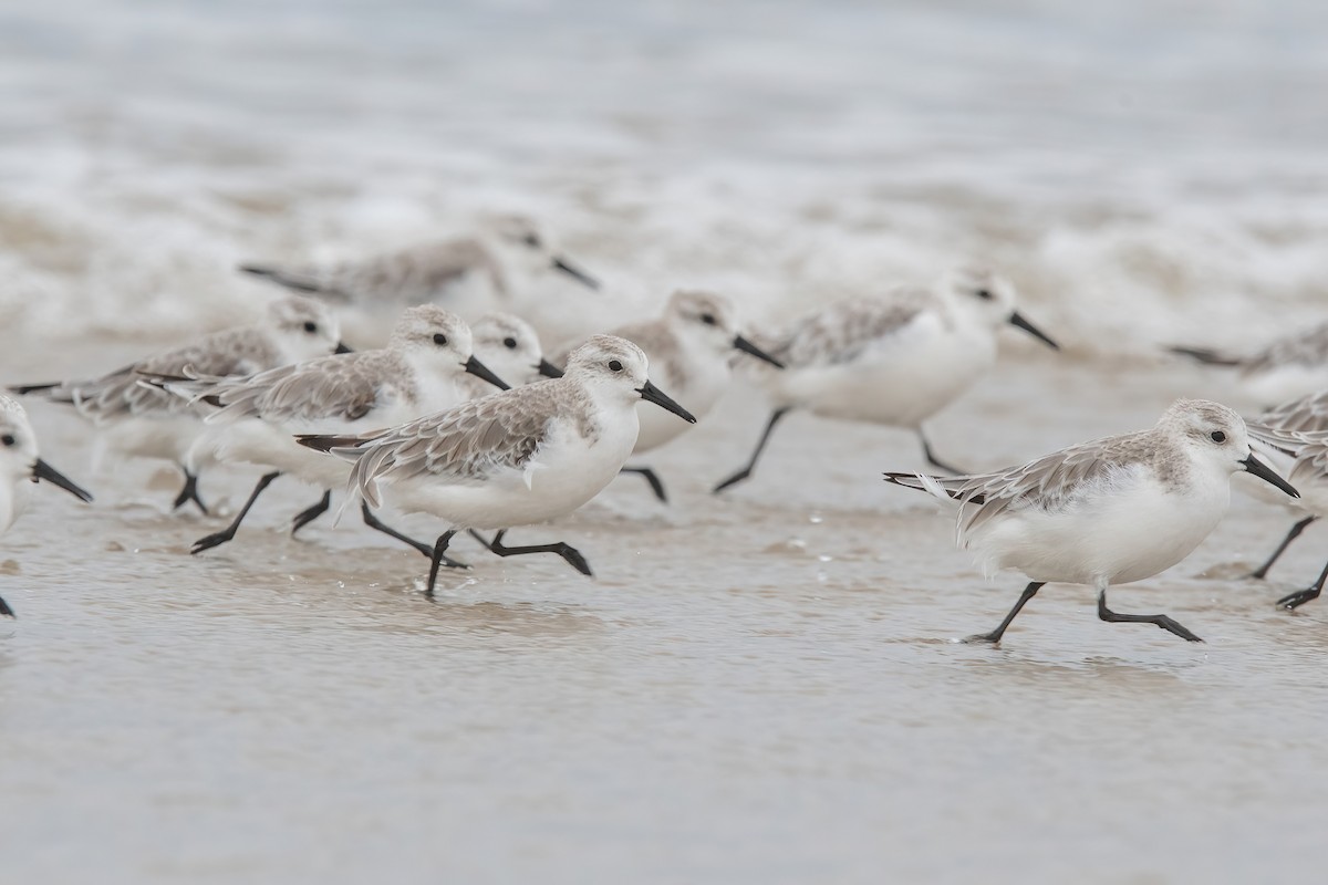 Побережник білий - ML646717559