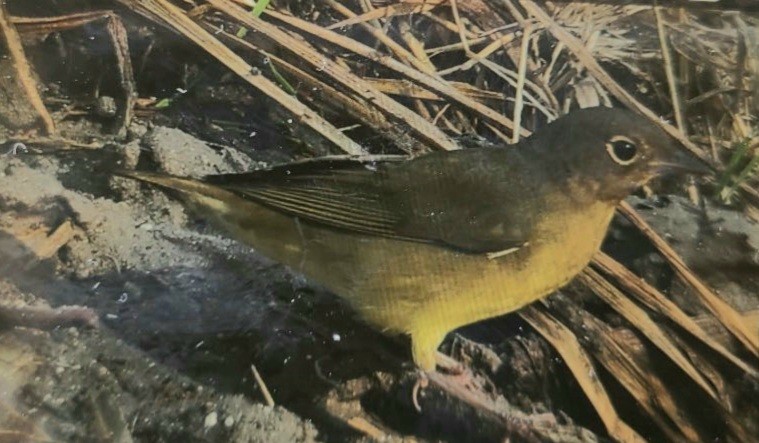 Цитринка сіровола - ML646717561