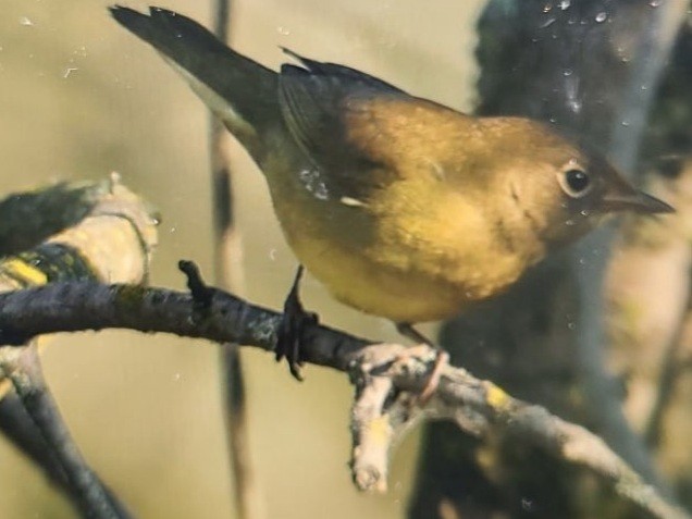 Цитринка сіровола - ML646717562