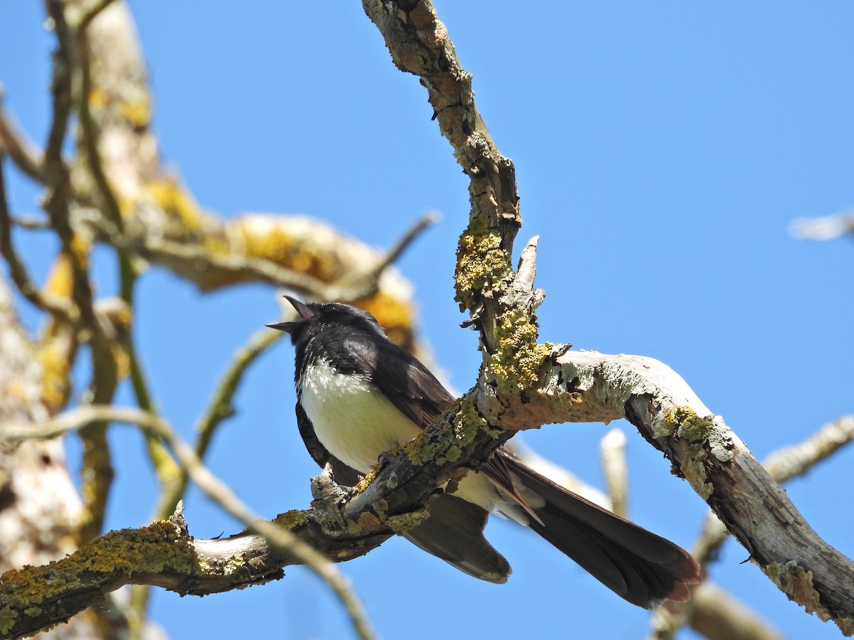 Віялохвістка чорноряба - ML646717565