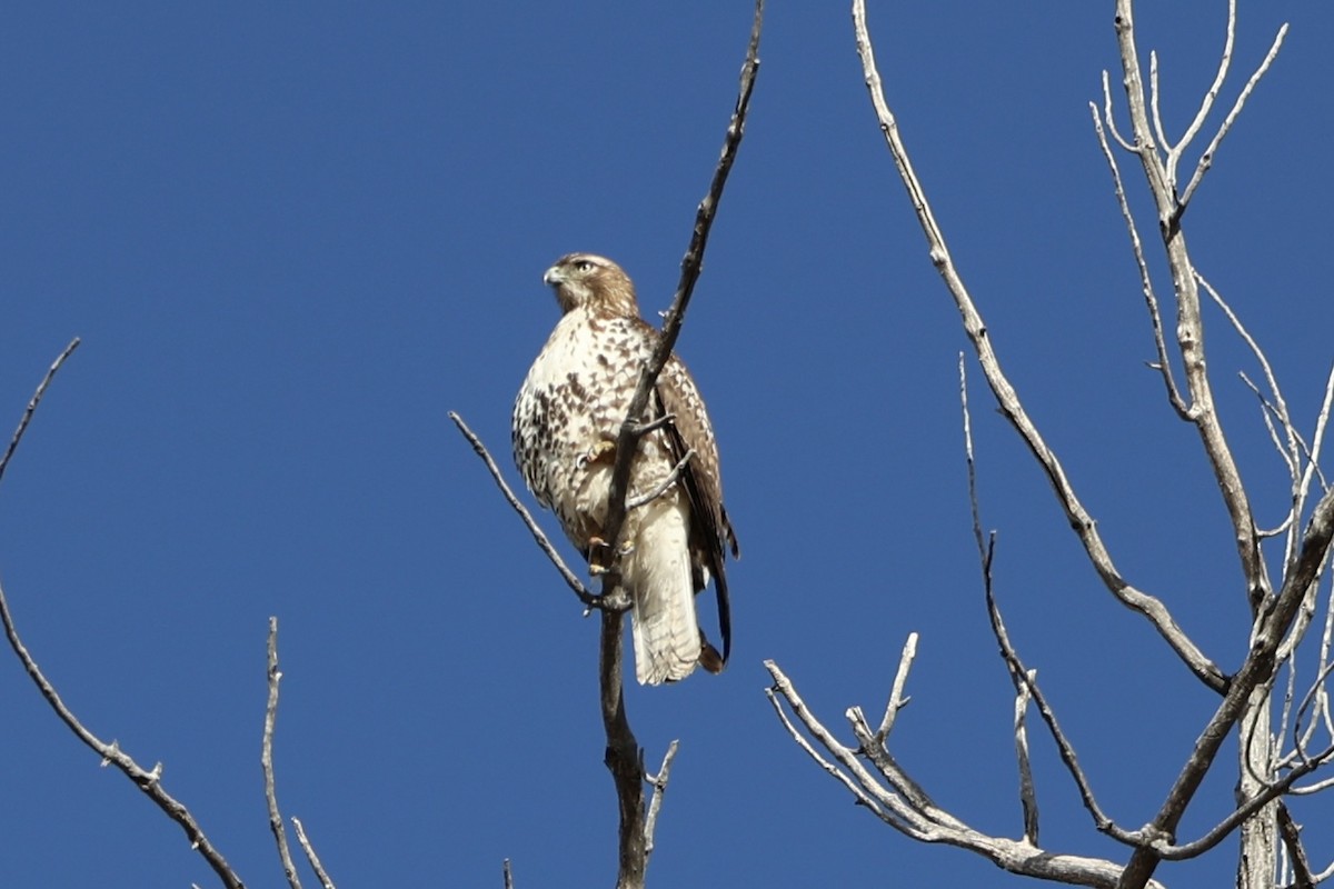 Red-tailed Hawk - ML646717567