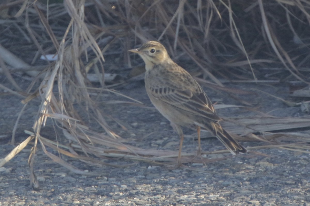 Щеврик азійський - ML646717568