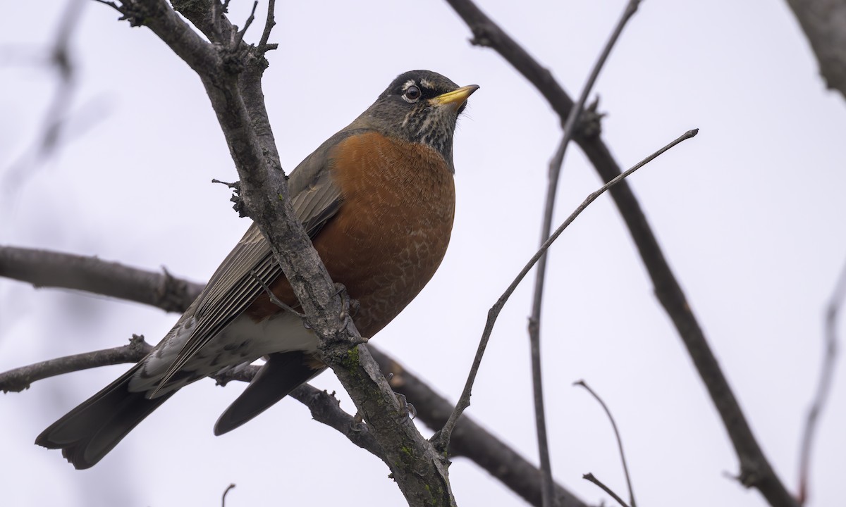 Дрізд мандрівний - ML646717569