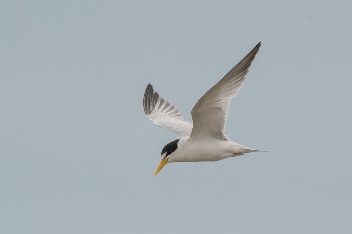 Крячок амазонський - ML646717571