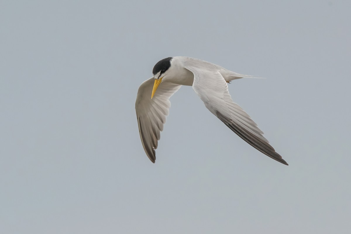 Крячок амазонський - ML646717572