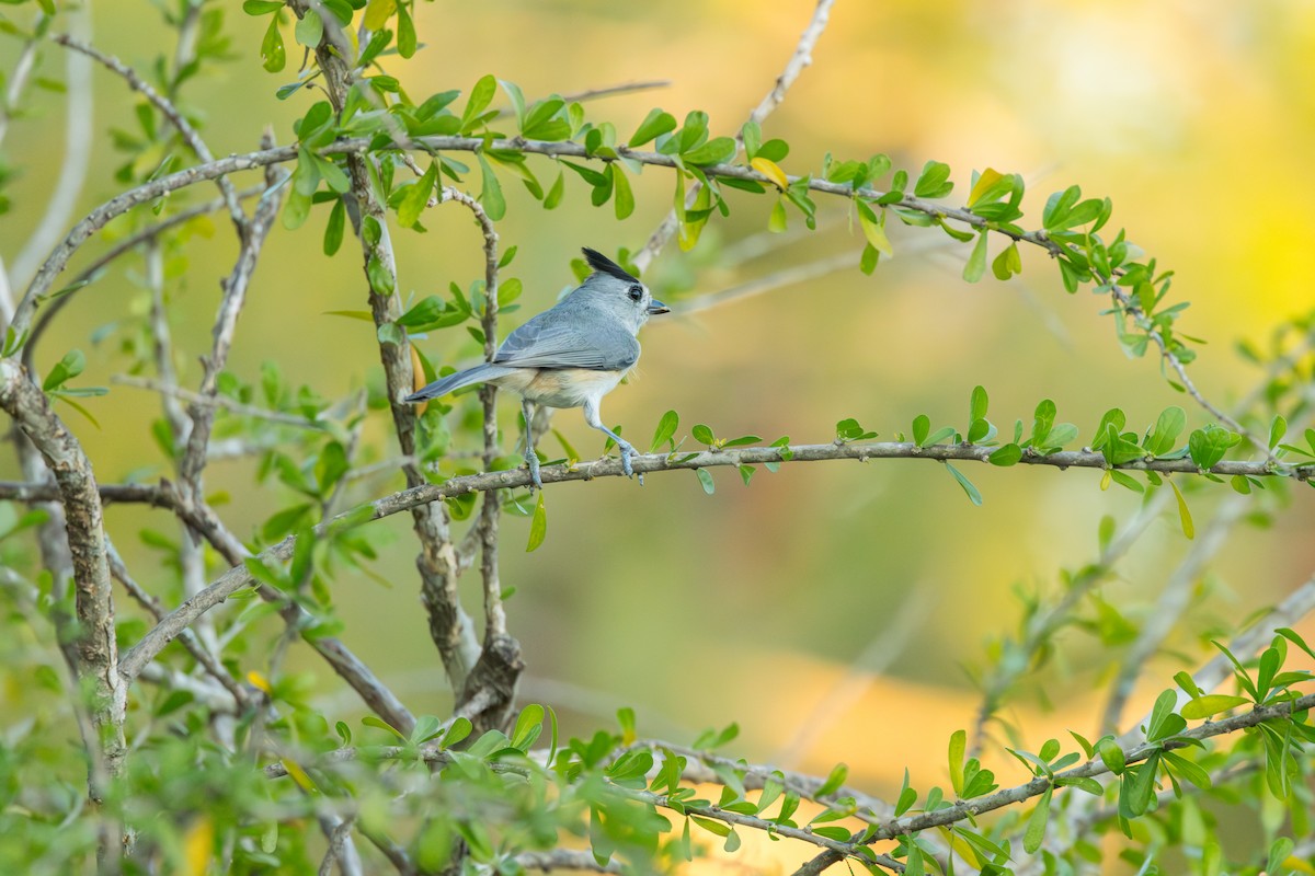 sýkora černochocholatá - ML646717573