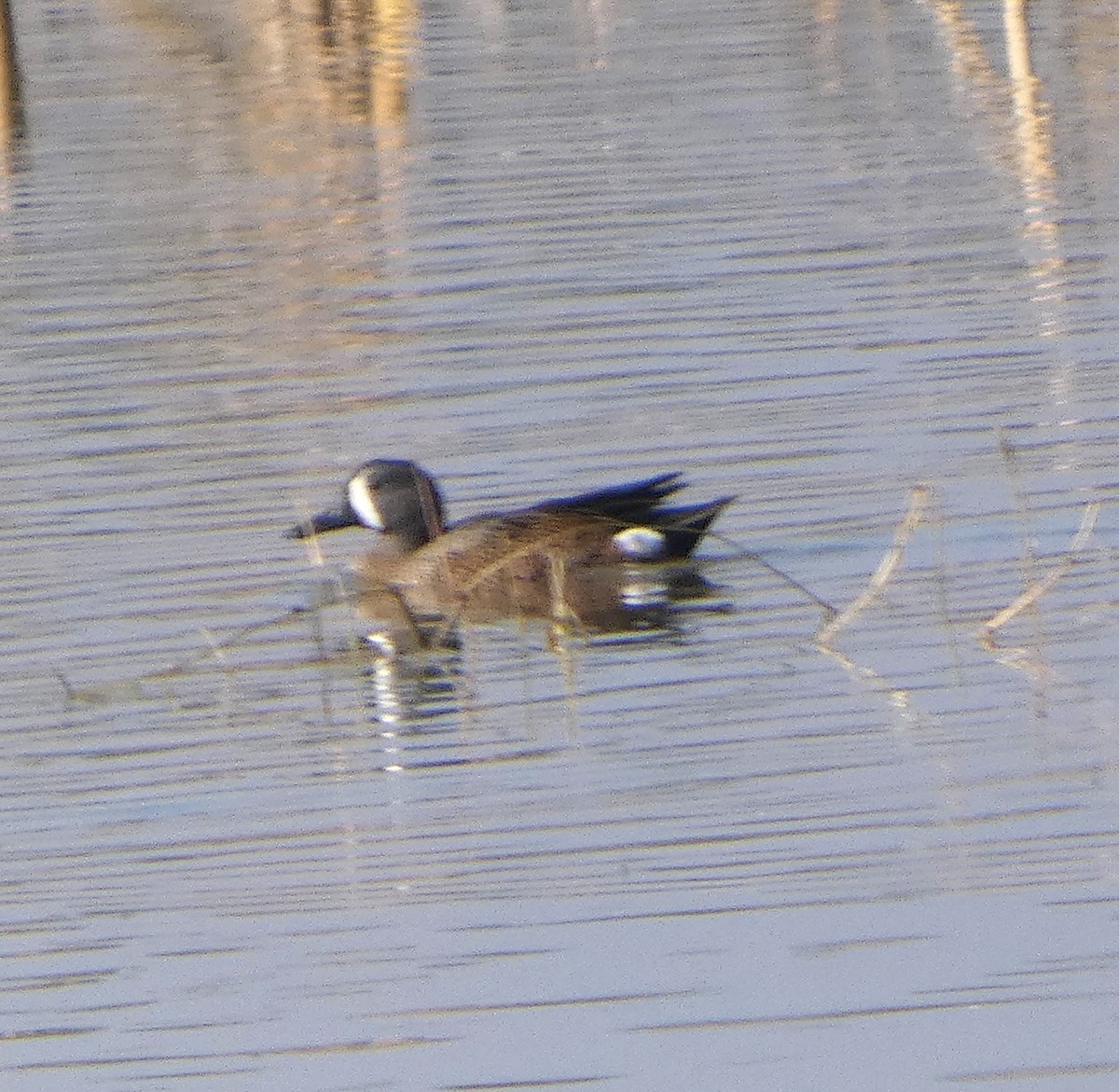 Чирянка блакитнокрила - ML646717574