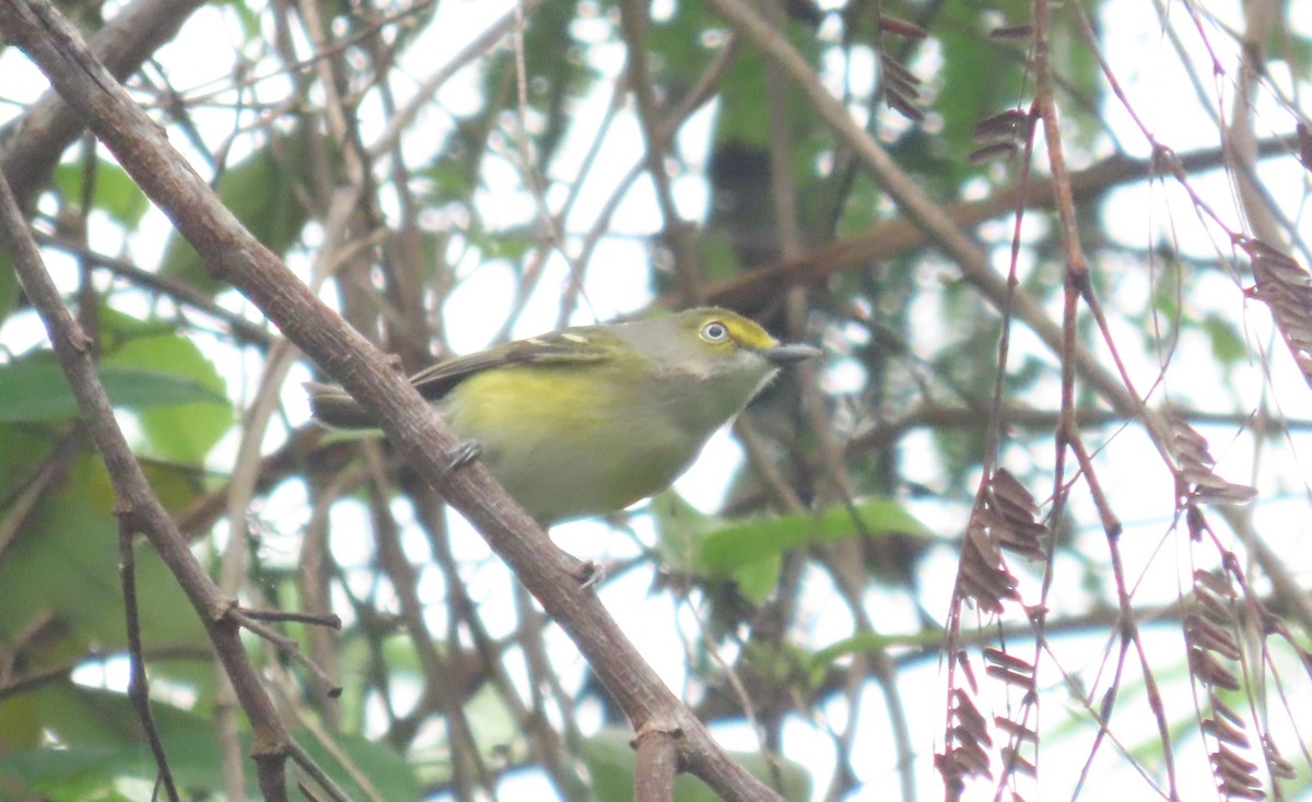 Віреон білоокий - ML646717575